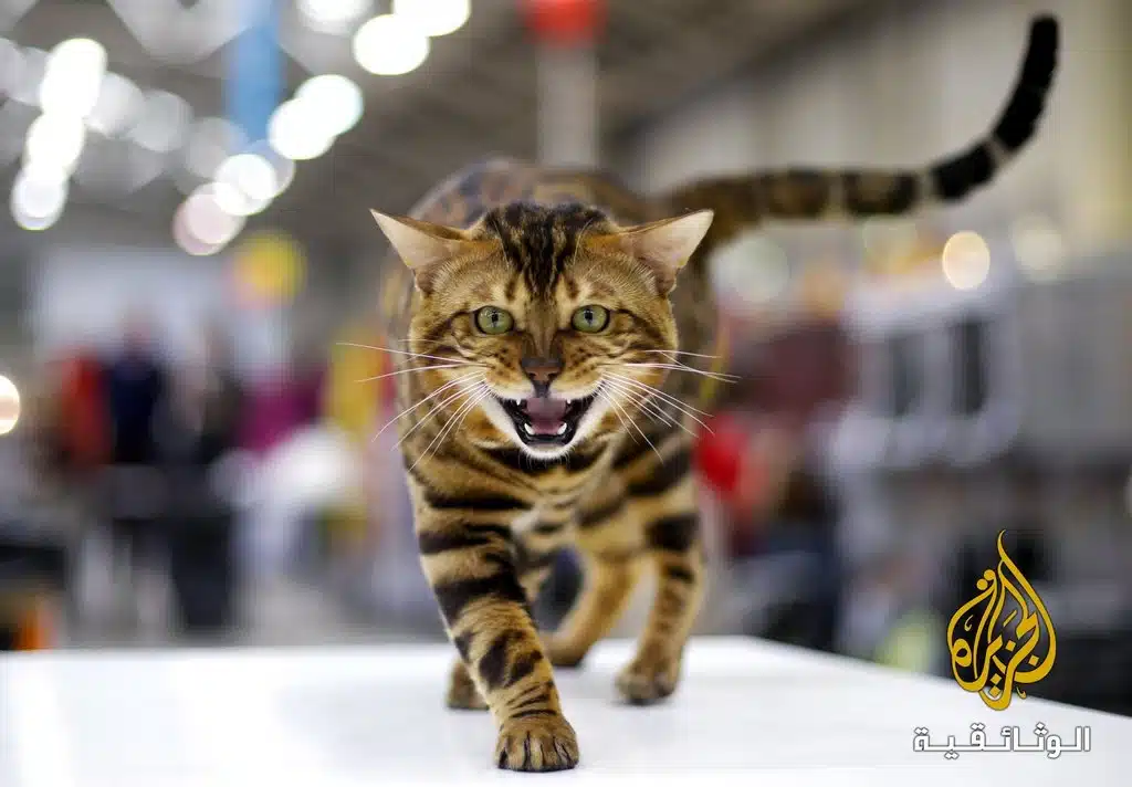 قط البنغال cat pangal