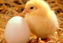 صور حيوانات 2025 جميلة الغابة متوحشة واليفة منزلية طيور قطط