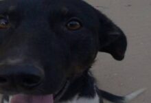 إغتصاب كلبه في مصر