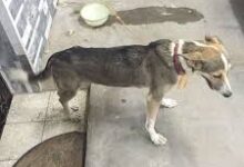 مواقع مصريه أمر إعتصاب كلبة انستاسيا في مصر من إعتصاب الحيوانات