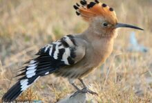 الحيوانات التي لا يجوز قتلها والمنهي في الإسلام قتلها