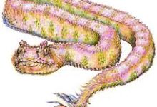 صور ثعبان صاحب الذيل الي يشبة العنكبوت يصداد الطيور بطريقة قاسية عجائب وغرائب 2021