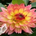 زهرة الاضاليا