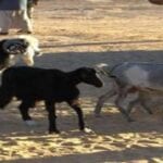 تفسير رؤية الغنم في المنام