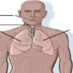 متى تبدا اعراض كورونا